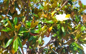 Powiększ obraz: Magnolia wielkokwiatowa, zimozielona